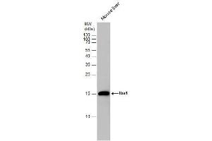 Image no. 7 for anti-Allograft Inflammatory Factor 1 (AIF1) (Center) antibody (ABIN2855067)