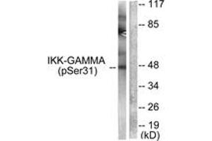 Western blot analysis of extracts from 293 cells treated with TNF-a 20ng/ml 5', using IKK-gamma (Phospho-Ser31) Antibody.