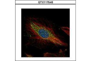 Image no. 2 for anti-Twinfilin, Actin-Binding Protein 1 (TWF1) (AA 14-208) antibody (ABIN1501587)