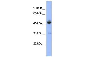 Image no. 1 for anti-SH3-Domain GRB2-Like 1 (SH3GL1) (N-Term) antibody (ABIN632409)