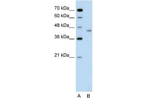 Image no. 1 for anti-LRP2 Binding Protein (LRP2BP) (Middle Region) antibody (ABIN2775459)