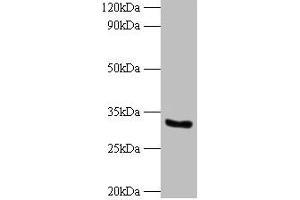 CYB5R3 抗体  (AA 1-301)