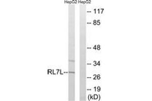 Image no. 1 for anti-Ribosomal Protein L7-Like 1 (RPL7L1) (AA 41-90) antibody (ABIN1535306)