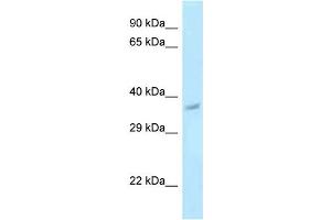 Image no. 1 for anti-Pregnancy Up-Regulated Non-Ubiquitously Expressed CaM Kinase (PNCK) (C-Term) antibody (ABIN2784661)