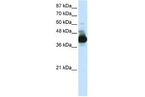 Image no. 1 for anti-Cleavage Stimulation Factor, 3' Pre-RNA, Subunit 3, 77kDa (CSTF3) (N-Term) antibody (ABIN633455)