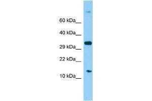 Image no. 1 for anti-Mitochondrial Ribosomal Protein S16 (MRPS16) (C-Term) antibody (ABIN2774462)