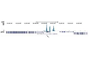 Image no. 2 for anti-Runt-Related Transcription Factor 1, Translocated To, 1 (Cyclin D-Related) (RUNX1T1) (Internal Region), (N-Term) antibody (ABIN6655575)