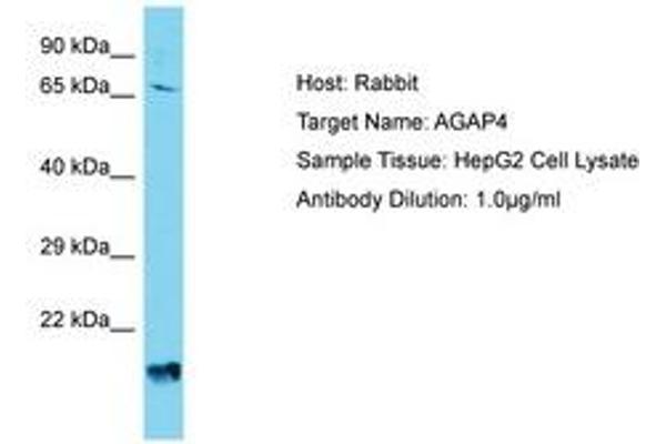 AGAP4 抗体  (AA 501-550)