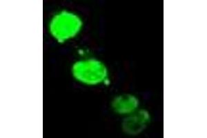 Image no. 1 for anti-ELK3, ETS-Domain Protein (SRF Accessory Protein 2) (ELK3) antibody (ABIN2720132)