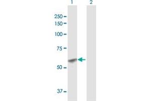 Western Blot analysis of GCNT1 expression in transfected 293T cell line by GCNT1 MaxPab polyclonal antibody.