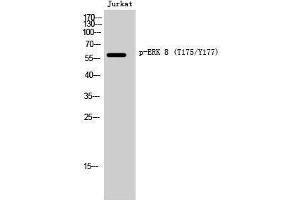 Image no. 1 for anti-Mitogen-Activated Protein Kinase 15 (MAPK15) (pThr175), (pTyr177) antibody (ABIN3182254)
