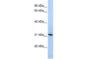 Image no. 1 for anti-Synaptogyrin 4 (SYNGR4) (N-Term) antibody (ABIN2782788)
