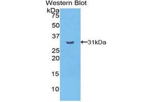 Western Blotting (WB) image for anti-Cadherin EGF LAG Seven Pass G-Type Receptor 2 (CELSR2) (AA 544-796) antibody (ABIN1858362)