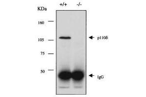 Image no. 1 for anti-Phosphoinositide-3-Kinase, Catalytic, delta Polypeptide (PIK3CD) (C-Term) antibody (ABIN6657601)