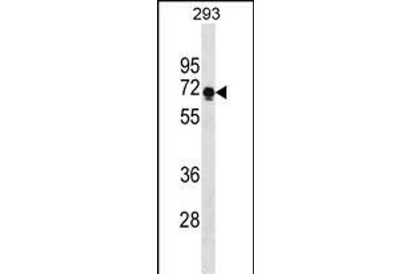 PRR14 antibody  (C-Term)