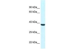 Image no. 1 for anti-WD Repeat Domain 45B (WDR45B) (N-Term) antibody (ABIN927500)