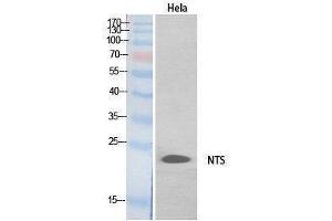 Image no. 1 for anti-Neurotensin (NTS) (Internal Region) antibody (ABIN3187998)
