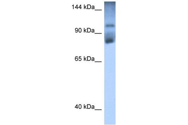 HIPK2 Antikörper  (Middle Region)