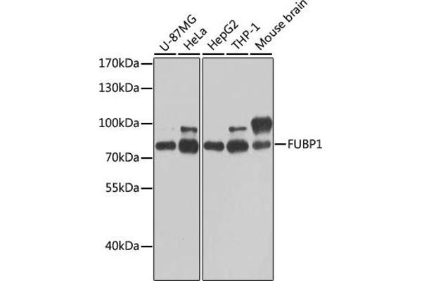 FUBP1 anticorps  (AA 302-644)