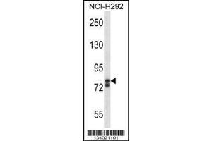 Image no. 1 for anti-SRY (Sex Determining Region Y)-Box 30 (SOX30) (AA 372-400) antibody (ABIN657811)