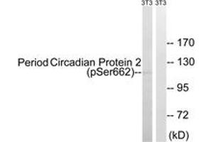 Western blot analysis of extracts from NIH-3T3 cells treated with PMA 125ng/ml 30', using Period Circadian Protein 2 (Phospho-Ser662) Antibody.