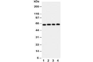 Image no. 3 for anti-KH Domain Containing, RNA Binding, Signal Transduction Associated 1 (KHDRBS1) (N-Term) antibody (ABIN3031544)
