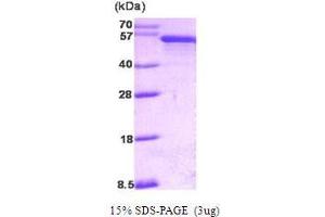 Image no. 1 for Programmed Cell Death 4 (PDCD4) (AA 1-469) protein (ABIN934960)