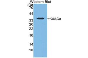 NT5C3 anticorps  (AA 52-336)