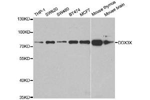 Image no. 1 for anti-DEAD (Asp-Glu-Ala-Asp) Box Polypeptide 3, X-Linked (DDX3X) antibody (ABIN1876838)
