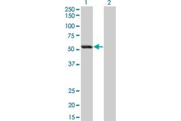 SIGLEC6 antibody  (AA 371-453)