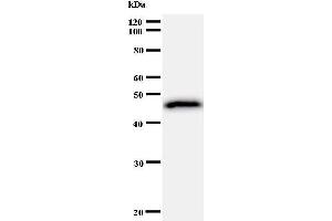 Image no. 1 for anti-General Transcription Factor II I Repeat Domain-Containing 1 (GTF2IRD1) antibody (ABIN930918)