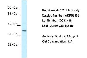 Image no. 1 for anti-Mitochondrial Ribosomal Protein L1 (MRPL1) (N-Term) antibody (ABIN2789275)