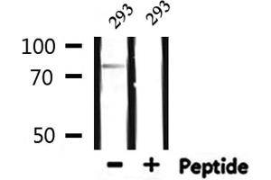 Image no. 3 for anti-MYST Histone Acetyltransferase 2 (MYST2) (Internal Region) antibody (ABIN6257254)
