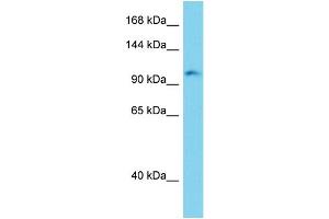 ERC2 antibody  (C-Term)