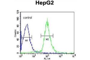Image no. 1 for anti-alpha-2-HS-Glycoprotein (AHSG) (AA 254-284), (C-Term) antibody (ABIN950366)