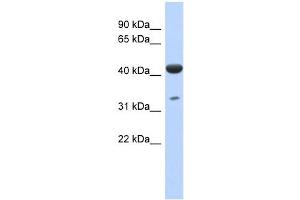 Image no. 1 for anti-Isoprenoid Synthase Domain Containing (ISPD) (N-Term) antibody (ABIN632476)