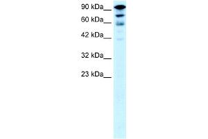 Image no. 2 for anti-Kinesin Family Member 5A (KIF5A) (Middle Region) antibody (ABIN2778166)