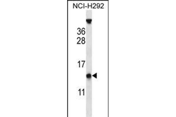 PYDC1 抗体  (AA 13-42)