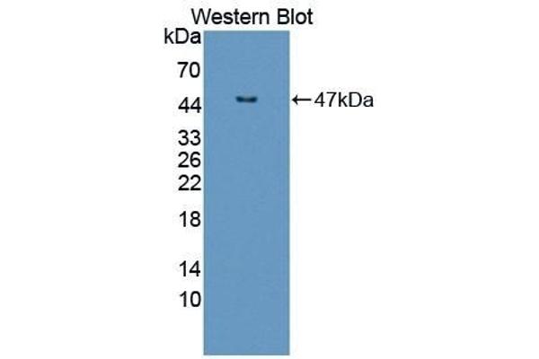 IL-3 antibody  (AA 20-152)