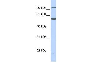 Image no. 1 for anti-Transportin 2 (TNPO2) (N-Term) antibody (ABIN2785975)