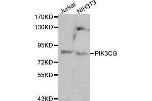 Image no. 1 for anti-Phosphoinositide-3-Kinase, Catalytic, gamma Polypeptide (PIK3CG) antibody (ABIN3020832)