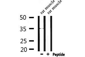 Image no. 1 for anti-Olfactory Receptor, Family 4, Subfamily C, Member 46 (OR4C46) antibody (ABIN6263862)
