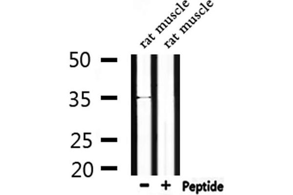 OR4C46 antibody