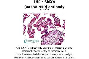 Image no. 2 for anti-Sorting Nexin 4 (SNX4) (AA 438-450), (C-Term) antibody (ABIN1739503)