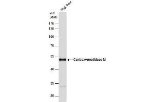 Image no. 2 for anti-Carboxypeptidase M (CPM) (Center) antibody (ABIN2856275)