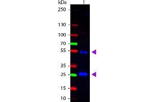 Image no. 2 for Rabbit anti-Goat IgG (Heavy & Light Chain) antibody (Atto 488) - Preadsorbed (ABIN1043941)