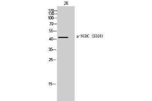 Image no. 1 for anti-NUDC (pSer326) antibody (ABIN3182705)