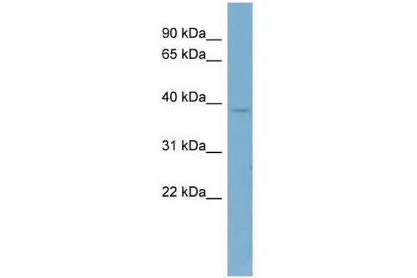 CAB39 antibody  (Middle Region)