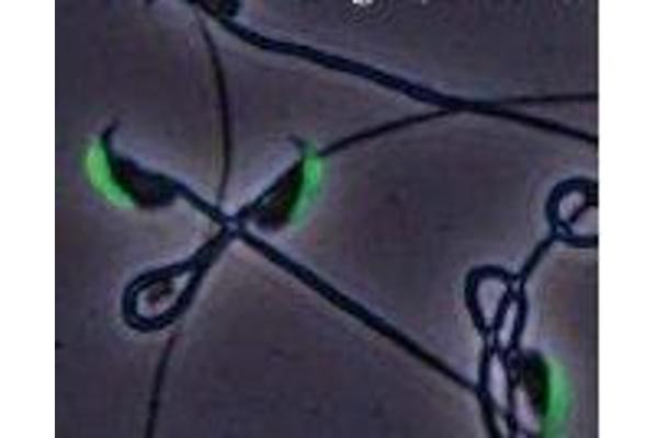 anti-Izumo Sperm-Egg Fusion 1 (IZUMO1) antibody