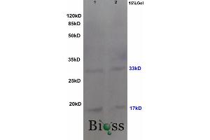 Image no. 4 for anti-Caspase 3 (CASP3) (AA 60-100) antibody (ABIN724625)